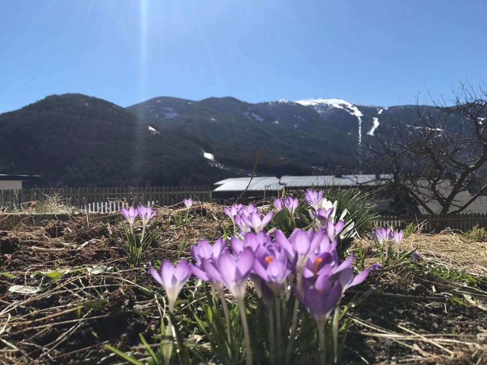 Haus Peskoller Frühstückspension